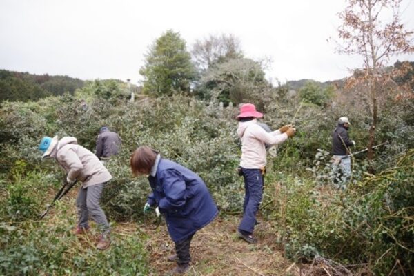 ※耕作放棄された茶畑を整備する様子