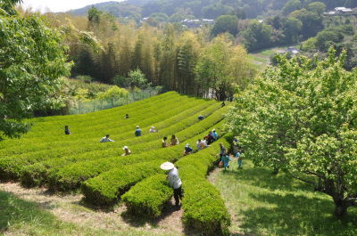 ※お茶摘み体験ができるオーガニックスクールの様子
